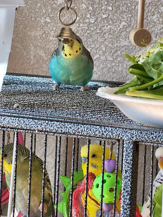 Exotic Birds of Denver (BEST main bird shop) Picture 9