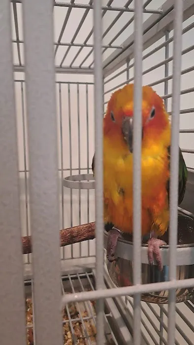 Exotic Birds of Denver (BEST main bird shop) Picture 3