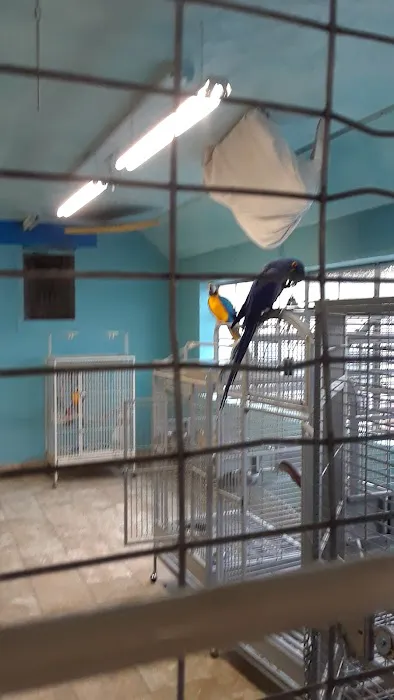 Exotic Birds of Denver (BEST main bird shop) Picture 1