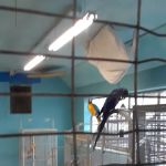Exotic Birds of Denver (BEST main bird shop)