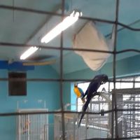 Exotic Birds of Denver (BEST main bird shop) ico