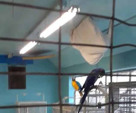 Exotic Birds of Denver (BEST main bird shop)
