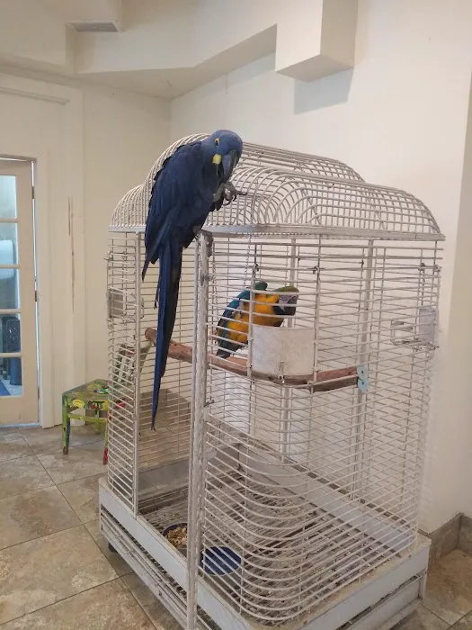 Exotic Birds of Denver (BEST main bird shop) Picture 5