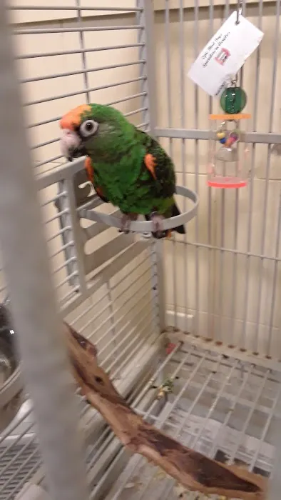 Exotic Birds of Denver (BEST main bird shop) Picture 2