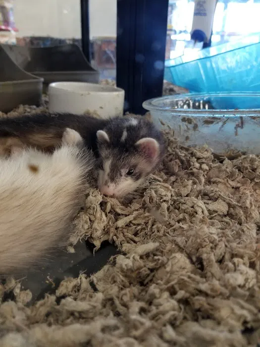 Petco Picture 2