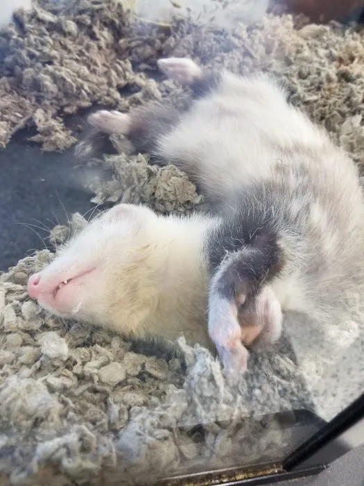 Petco Picture 1