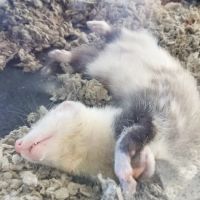 Petco ico