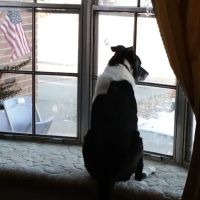 Chuck & Don's Pet Food & Supplies ico