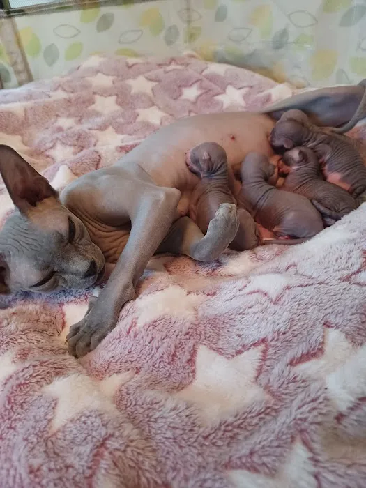 Sphynx kingdom Picture 10
