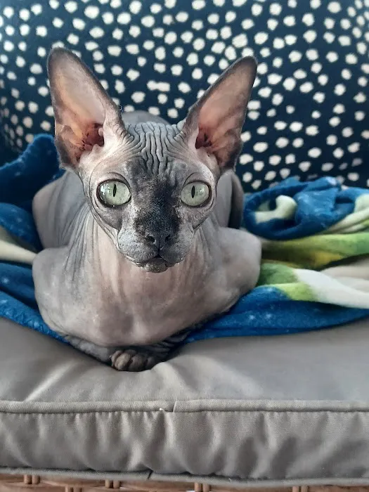 Sphynx kingdom Picture 2