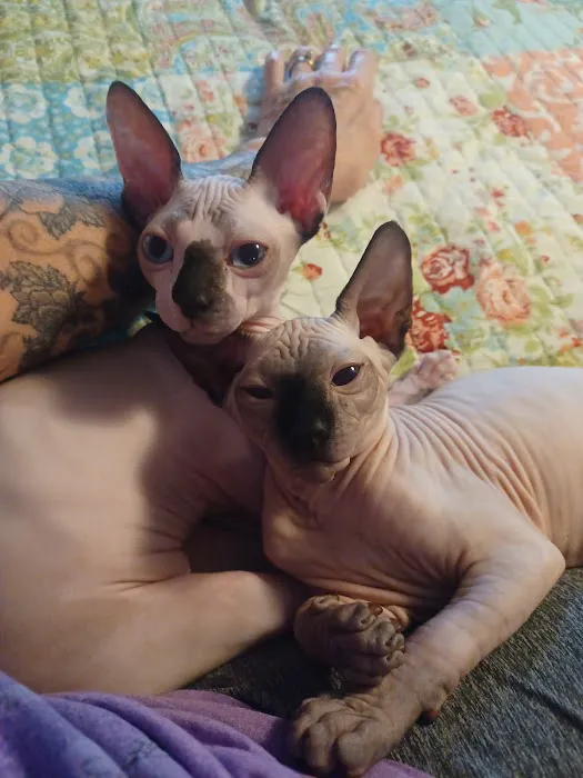 Sphynx kingdom Picture 3