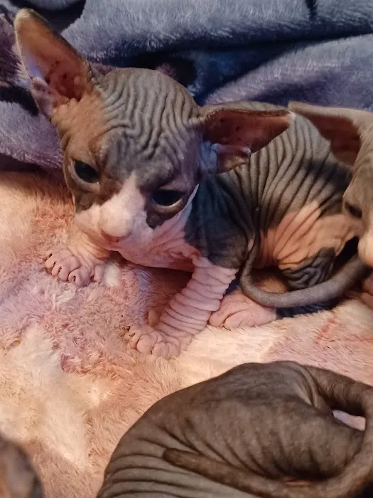 Sphynx kingdom Picture 9