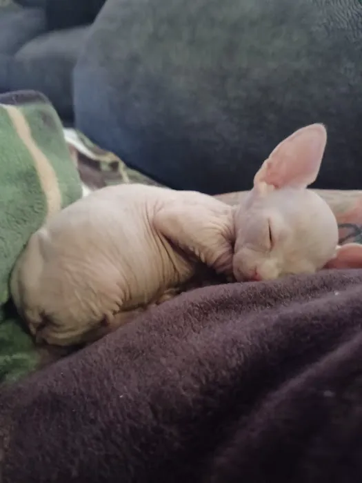 Sphynx kingdom Picture 5