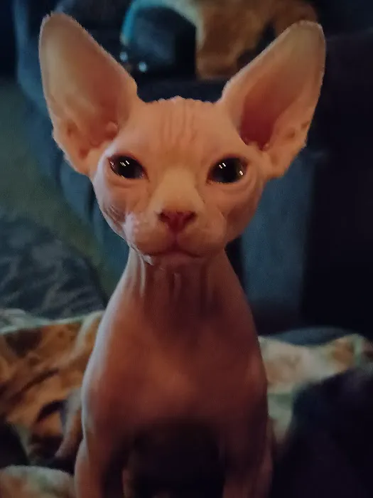 Sphynx kingdom Picture 4
