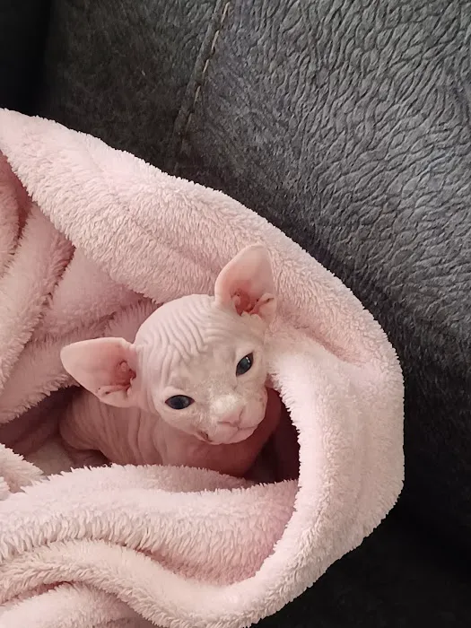 Sphynx kingdom Picture 7
