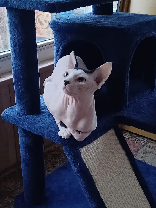 Sphynx kingdom Picture 1
