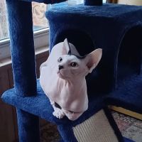 Sphynx kingdom ico