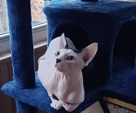 Sphynx kingdom