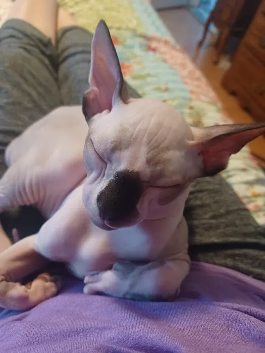 Sphynx kingdom Picture 8
