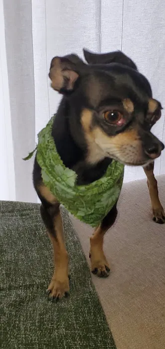 Kriser's Natural Pet Picture 1