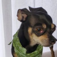 Kriser's Natural Pet ico