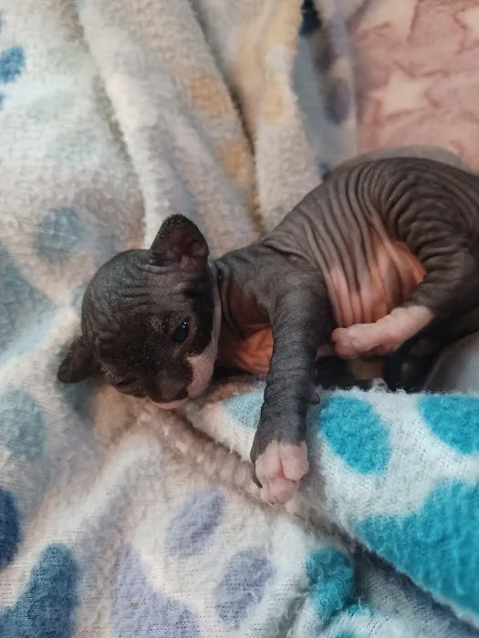 Kitty kingdom sphynx Picture 10