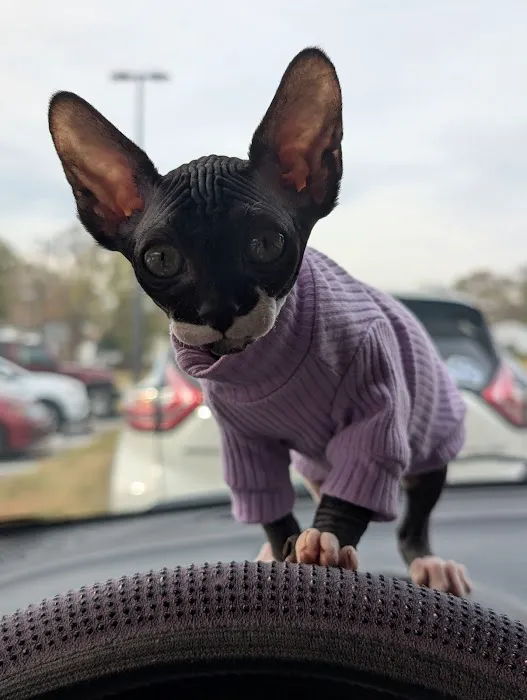 Kitty kingdom sphynx Picture 2
