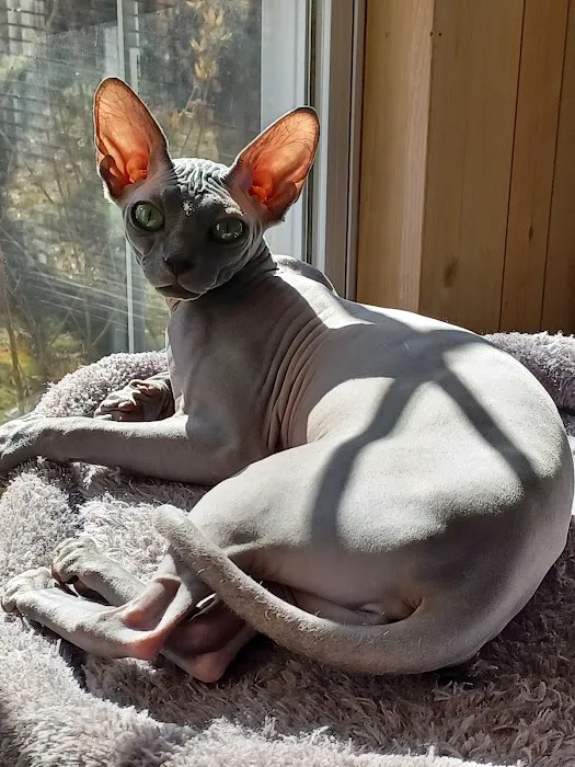 Kitty kingdom sphynx Picture 7