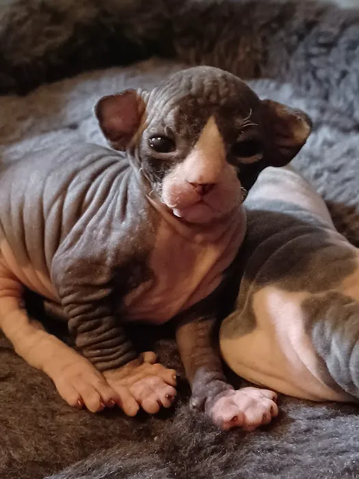 Kitty kingdom sphynx Picture 4