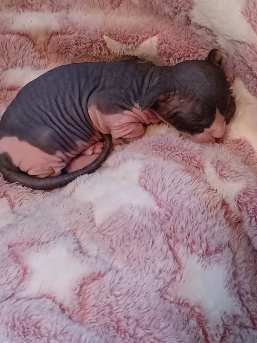 Kitty kingdom sphynx Picture 1