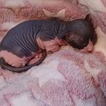 Kitty kingdom sphynx
