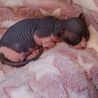 Kitty kingdom sphynx ico
