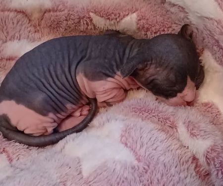 Kitty kingdom sphynx