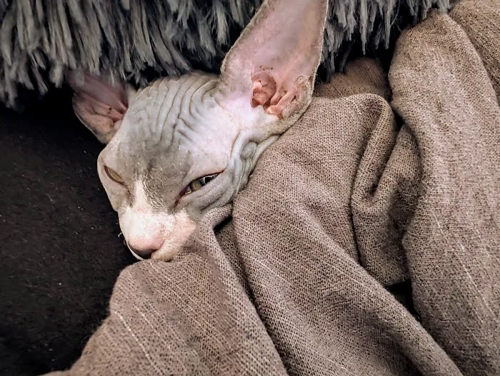 Kitty kingdom sphynx Picture 9