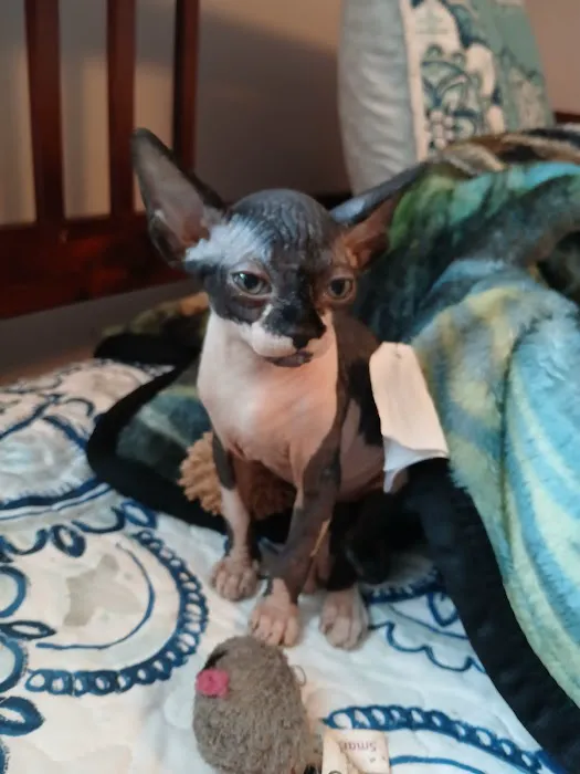 Kitty kingdom sphynx Picture 5