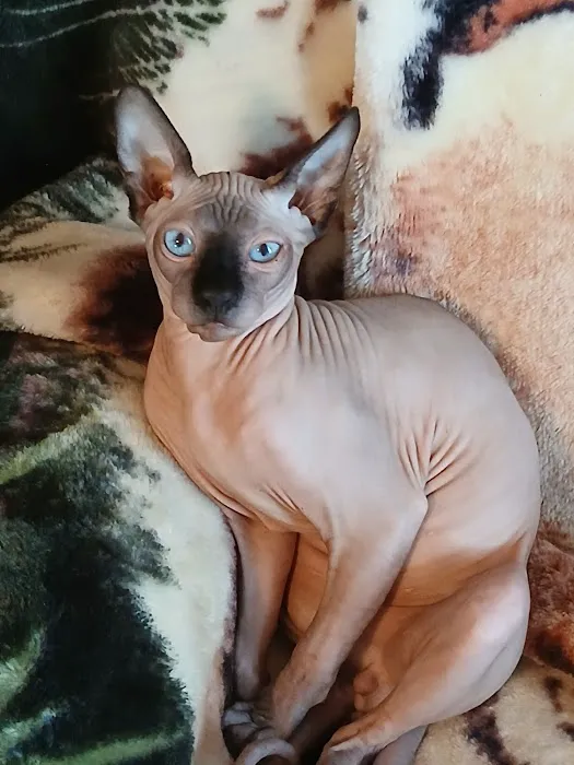 Kitty kingdom sphynx Picture 8