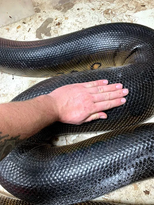 DNA Slithers & Critters LLC Picture 6