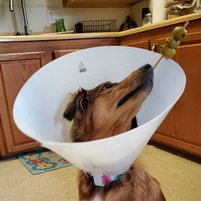 Bracken Ridge Veterinary Medical Doctor, Inc. Picture 7