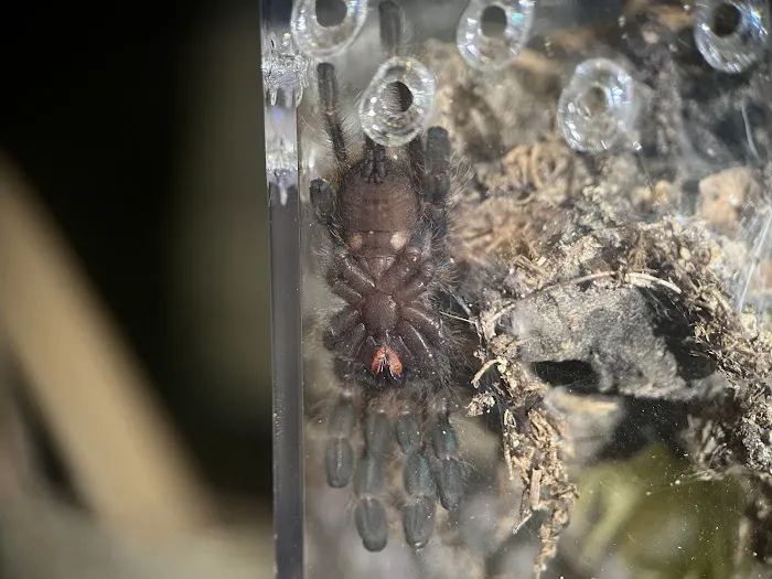 Exotic Arachnids Picture 1
