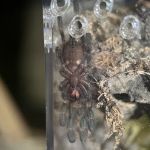 Exotic Arachnids