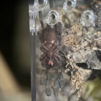 Exotic Arachnids ico