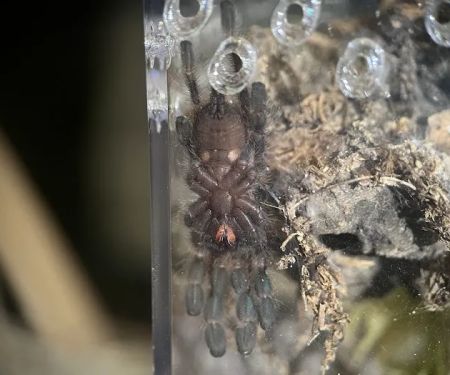 Exotic Arachnids