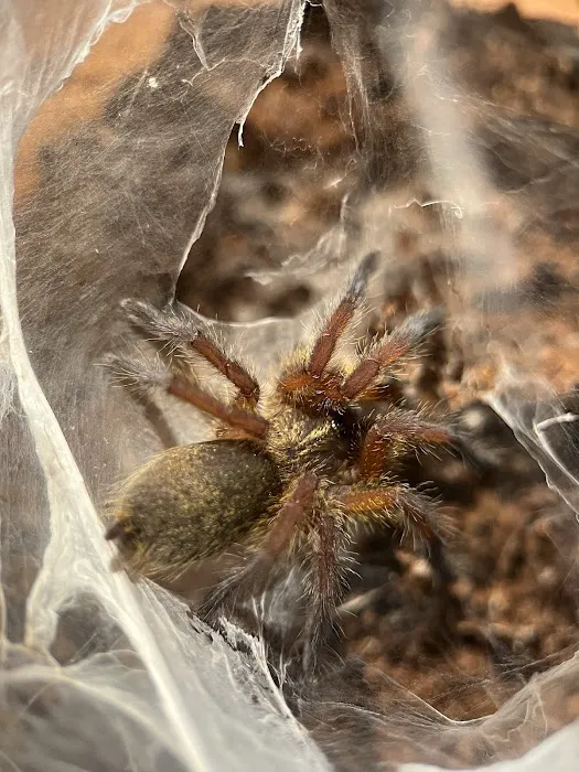 Exotic Arachnids Picture 3