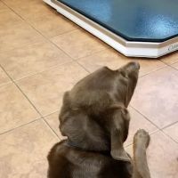 Manetto Hill Animal Hospital ico