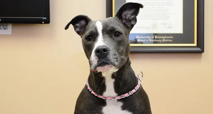 West Hills Animal Hospital & Emergency Center Picture 7
