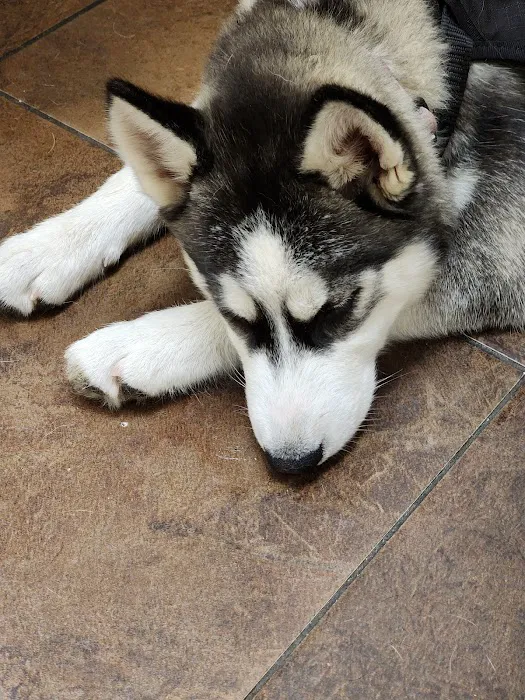 West Hills Animal Hospital & Emergency Center Picture 3