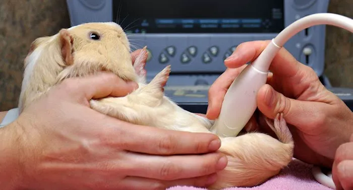 West Hills Animal Hospital & Emergency Center Picture 9