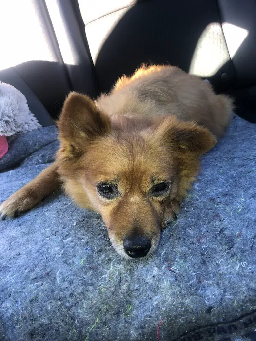 West Hills Animal Hospital & Emergency Center Picture 2
