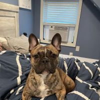 Gold Coast Center for Veterinary Care ico