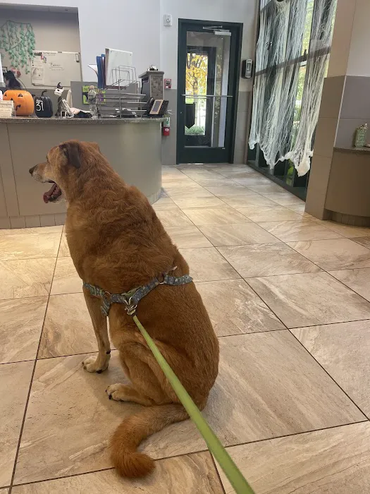 Gold Coast Center for Veterinary Care Picture 7